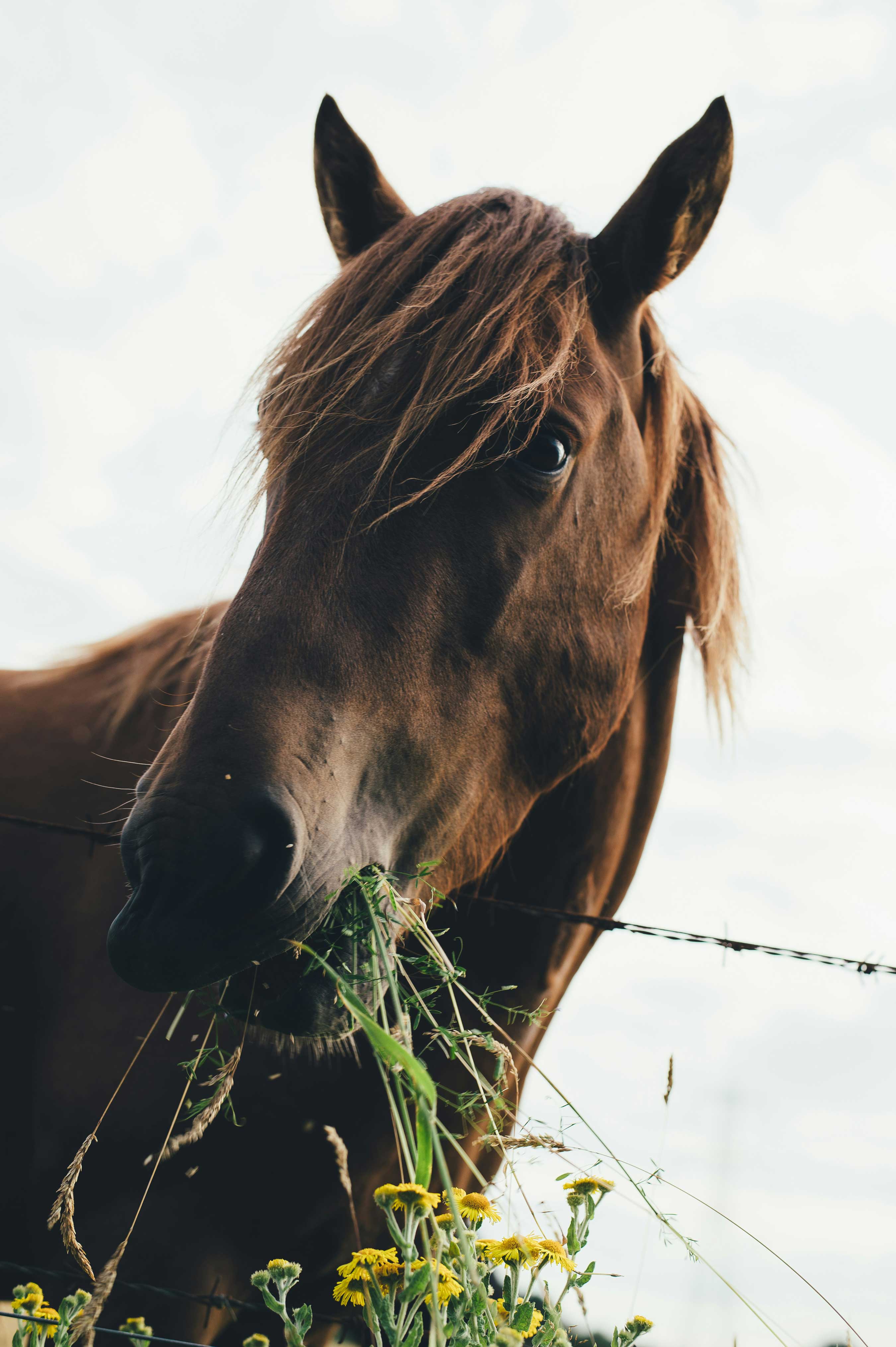 Cheval brun mangeant de l’herbe dans un champ à Ornex, Pays de Gex