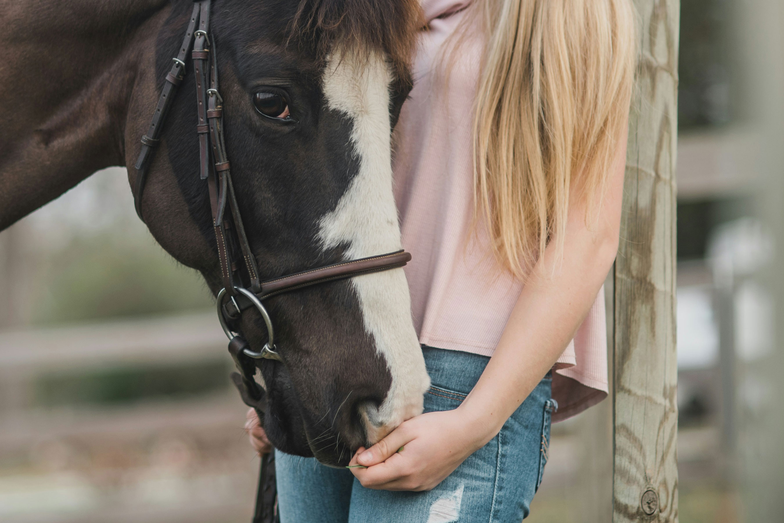 Cheval noir et blanc avec une cavalière caressant son museau, complicité équestre