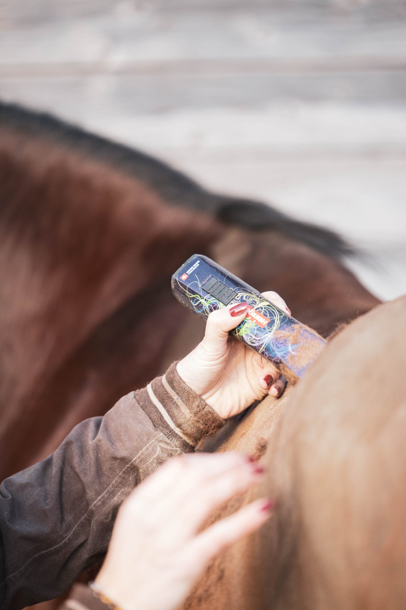 Tonte d’un cheval avec tondeuse professionnelle en location chez Cap Horse, Pays de Gex