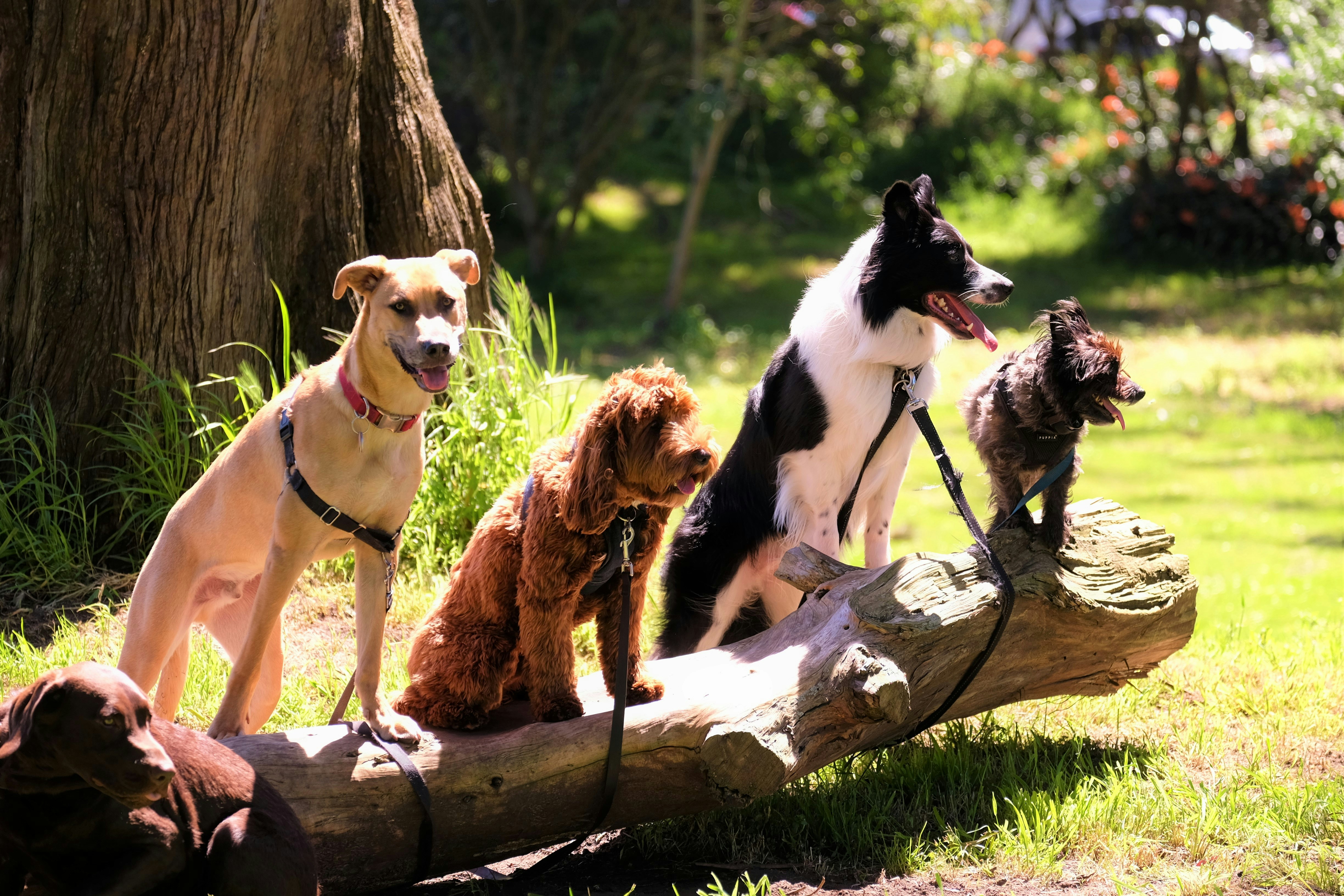 Cinq chiens de races différentes assis sur une souche dans un parc ensoleillé – accessoires pour chiens Cap Horse à Ornex