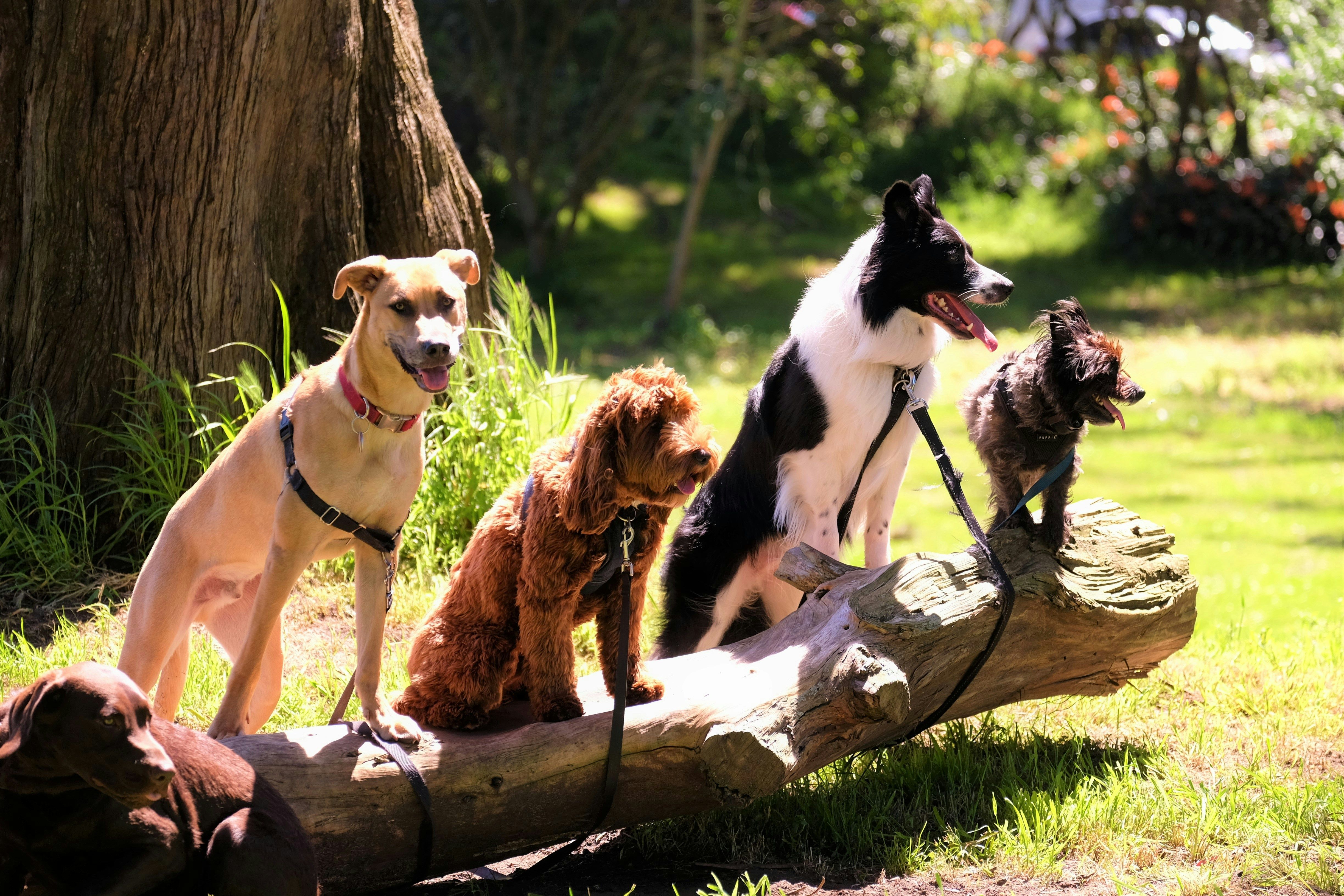 Cinq chiens de races différentes assis sur une souche dans un parc ensoleillé – accessoires pour chiens Cap Horse à Ornex